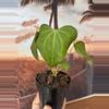 plant/Anthurium Delta Force-6-thumbnail