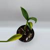 plant/Scindapsus Coriaceus variegated 0482-0-thumbnail