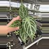 plant/Seed grown anthurium crystallinum silver narrow x Warocqueanum starter plant-1-thumbnail