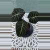 plant/Alocasia Black Velvet-1-thumbnail