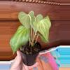 plant/Anthurium Delta Force-7-thumbnail