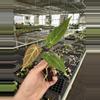 plant/Seed grown anthurium ace of spades x crystallinum silver starter plant growers c-6-thumbnail