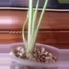 plant/Monstera Creme Brulee #0015-3-thumbnail