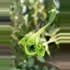 plant/6” short Ceropegia Sandersonii-0-thumbnail
