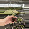 plant/Seed grown anthurium blue papillilaminum x regale starter plant growers-7-thumbnail
