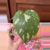 plant/Monstera Creme Brulee #0015-1-thumbnail