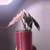 plant/✨Alocasia Thai Pink Amazonica✨-1-thumbnail