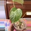 plant/Monstera Creme Brulee #0015-4-thumbnail