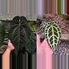 plant/Seed grown anthurium ace of spades x crystallinum silver starter plant growers c-0-thumbnail