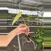plant/Seed grown anthurium fort Sherman x Warocqueanum starter plant growers choice-7-thumbnail