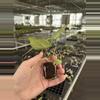 plant/Seed grown anthurium ace of spades x crystallinum silver starter plant growers c-7-thumbnail