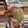 plant/Micans aurea revert #0013-0-thumbnail