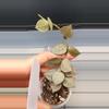 plant/Hoya Krohniana Super Silver-C-0-thumbnail