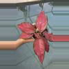 plant/Aglaonema Beauty-1-thumbnail