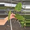 plant/Seed grown anthurium fort Sherman x Warocqueanum starter plant growers choice-6-thumbnail