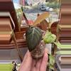 plant/Micans aurea revert #0013-2-thumbnail