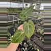 plant/Seed grown anthurium carlablackiae x legend starter plant growers choice-2-thumbnail