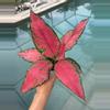 plant/Aglaonema Beauty-0-thumbnail