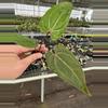 plant/Seed grown anthurium red gunsal x regale starter plant growers-1-thumbnail