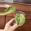 plant/Scindapsus Jade Satin Marble-0-thumbnail