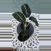 plant/Alocasia Black Velvet-1-thumbnail