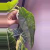 plant/✨Alocasia Dragons Breath Aurea✨-3-thumbnail