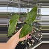 plant/Seed grown anthurium guna yala x legend starter plant growers-3-thumbnail