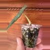 plant/Alocasia Maharani-1-thumbnail