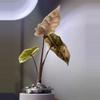 plant/✨Alocasia Pseudo Sanderiana Aurea✨-1-thumbnail