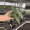 plant/Seed grown anthurium crystallinum silver narrow x Warocqueanum starter plant-5-thumbnail