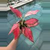 plant/Aglaonema Beauty-0-thumbnail