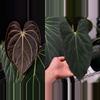 plant/Seed grown anthurium carlablackiae x legend starter plant growers choice-0-thumbnail