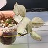 plant/Hoya Krohniana Super Silver-A-1-thumbnail
