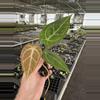 plant/Seed grown anthurium ace of spades x crystallinum silver starter plant growers c-4-thumbnail
