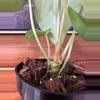 plant/Anthurium Delta Force-2-thumbnail