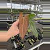 plant/Seed grown anthurium dark mama X legend starter plant growers choice-3-thumbnail