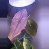 plant/✨Alocasia Pink Dragon Silver✨-3-thumbnail