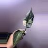 plant/✨Alocasia Regal Shield Albo/Pink/Purple✨-2-thumbnail