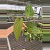 plant/Seed grown anthurium fort Sherman x Warocqueanum starter plant growers choice-5-thumbnail