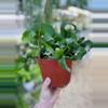 plant/6” Curly Sue Cactus (lovers choice)-2-thumbnail