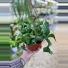 plant/6” Curly Sue Cactus (lovers choice)-3-thumbnail