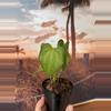 plant/Anthurium Delta Force-5-thumbnail