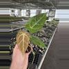 plant/Seed grown anthurium ace of spades x crystallinum silver starter plant growers c-3-thumbnail