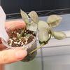 plant/Hoya Krohniana Super Silver-A-0-thumbnail