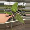 plant/Seed grown anthurium red gunsal x regale starter plant growers-3-thumbnail