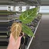 plant/Seed grown anthurium ace of spades x crystallinum silver starter plant growers c-2-thumbnail
