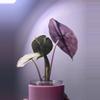 plant/✨Alocasia Pink Dragon Silver✨-2-thumbnail
