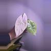 plant/✨Alocasia Pink Dragon Silver✨-0-thumbnail