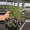 plant/Seed grown anthurium dorayaki mbr x papillilaminum starter plant growers choice-4-thumbnail