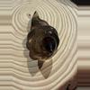 plant/Smoky snake-0-thumbnail